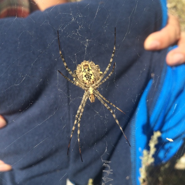 spider post - Serebryanka, Argiope, Spider, My, Photo, Nature, Longpost