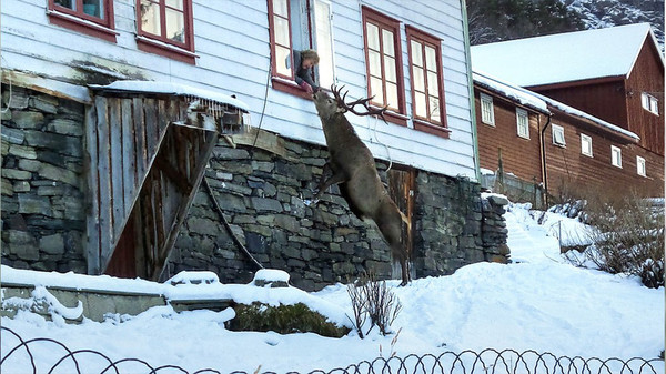 В Норвегии олень ежедневно навещает семью в знак благодарности за спасение События, Общество, Животные, Норвегия, Олени, Благодарность, Спасение, Liferu, Длиннопост