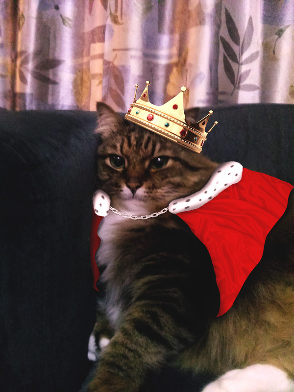 Мой толстый кот.