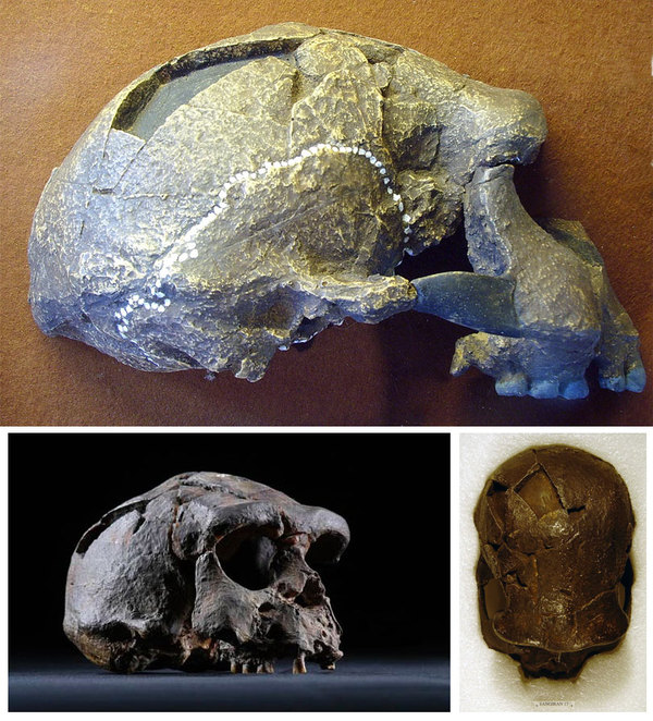 Сангиран 17 - череп питекантропа, найденный на Яве в 1969 году