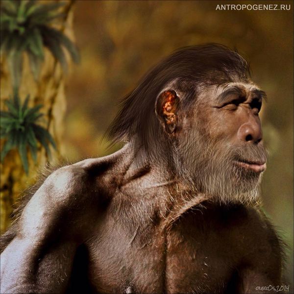 Наша родословная: Гоминиды (Часть 5) Антропогенез, Приматы, Гоминиды, Homo, Длиннопост, Познавательно