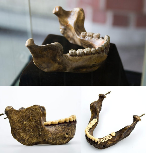 Наша родословная: Гоминиды (Часть 5) Антропогенез, Приматы, Гоминиды, Homo, Длиннопост, Познавательно