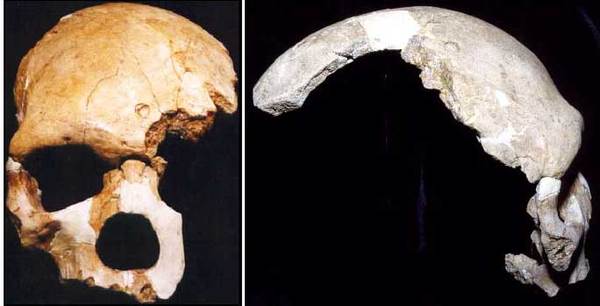 Наша родословная: Гоминиды (Часть 5) Антропогенез, Приматы, Гоминиды, Homo, Длиннопост, Познавательно