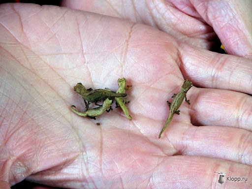 World's smallest and rarest chameleon! - Chameleon, Reptiles, Animals, Longpost