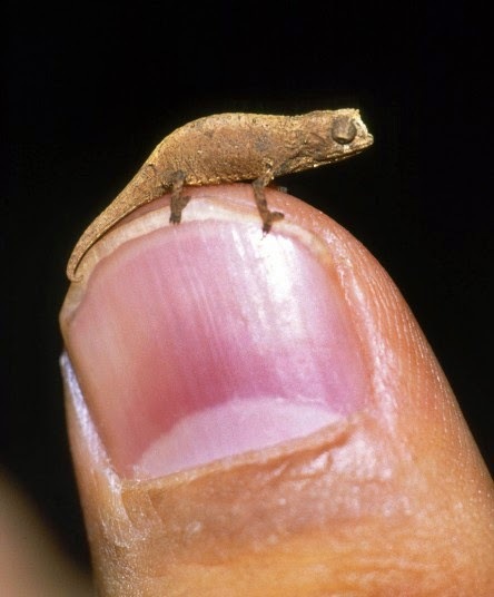 World's smallest and rarest chameleon! - Chameleon, Reptiles, Animals, Longpost