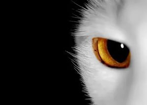 � ���� ��������