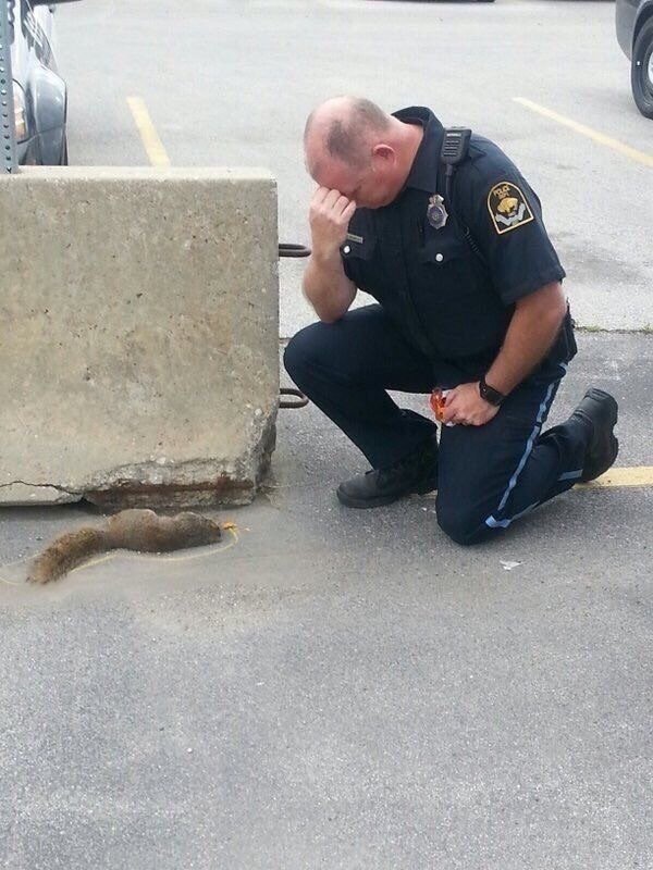 Meanwhile in Canada - Squirrel, Canada, Dead body