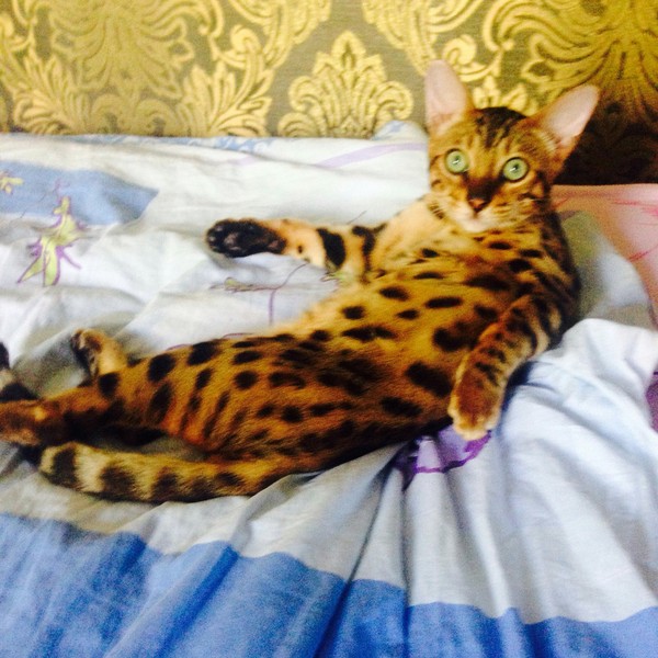 What do you need? - My, cat, bengal, Bengal cat, distracted, Tag