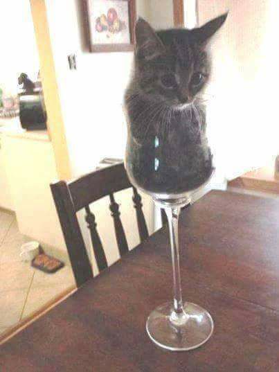 Sauvignon meow - cat, Wine, Goblets