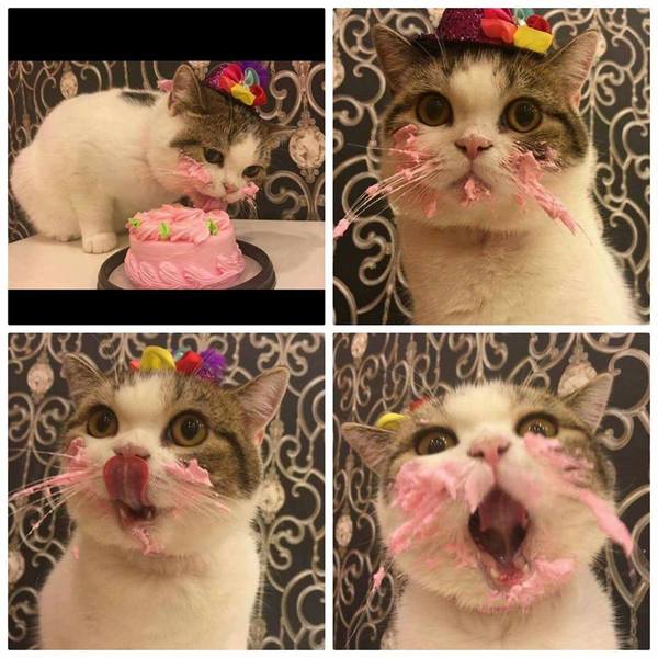 Oh what a delicious cake - cat, Cake, Milota, Not mine