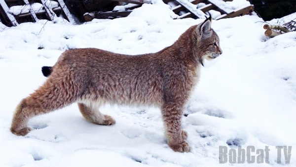 Hannochka is 7 months old :) - Katyavaleeva, Hannah, Scottish lop-eared, My, Lynx, cat, Video