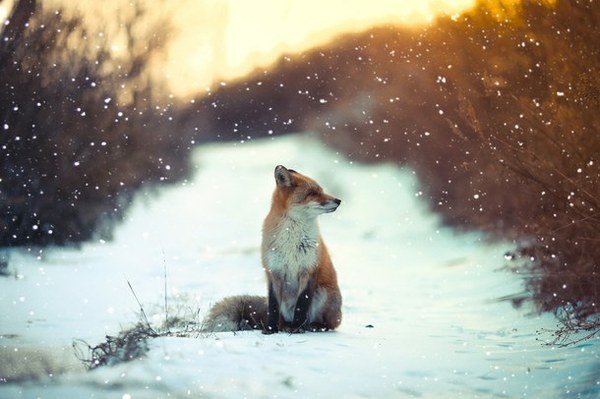 red fox - Longpost, Fox, Fox, Winter, Autumn