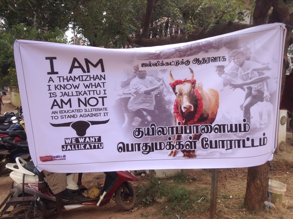 Ban on Tamil bullfighting. - My, India, Bullfight, Protest, Travels