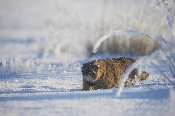 Manul in the snow - Pallas' cat, Valery Maleev, Not mine, Longpost