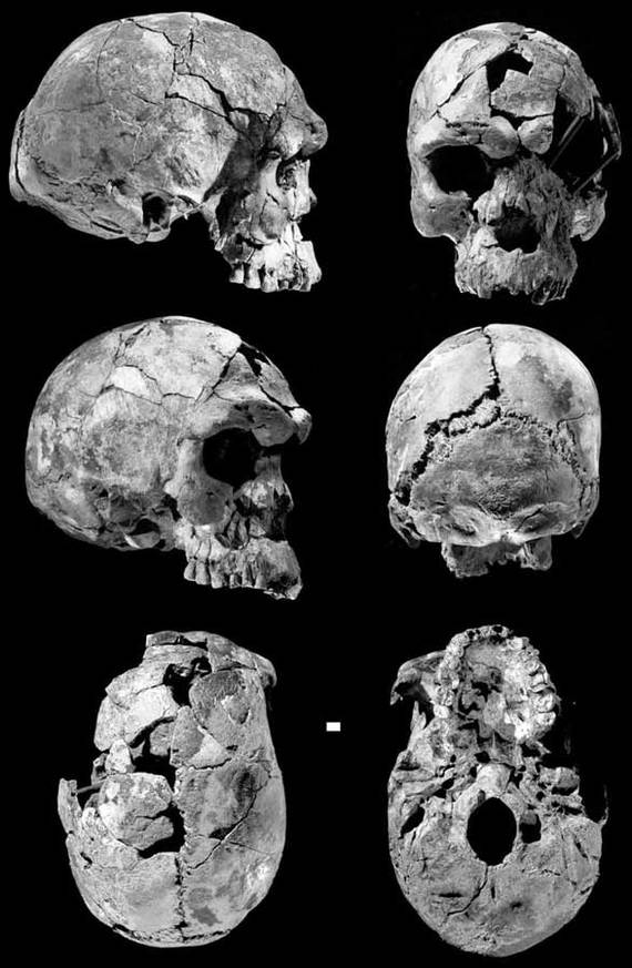 Наша родословная: Гоминиды (Часть 6) - Антропогенез, Приматы, Гоминиды, Homo, Длиннопост, Познавательно, Видео