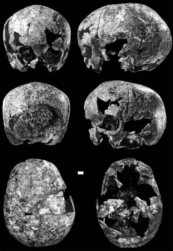 Наша родословная: Гоминиды (Часть 6) - Антропогенез, Приматы, Гоминиды, Homo, Длиннопост, Познавательно, Видео