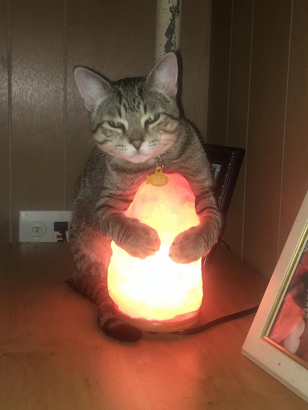 Kitty loves this lamp - cat, Photo, Лампа