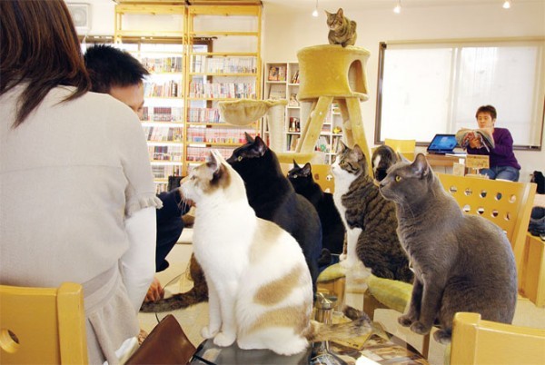 Cat cafe. - cat, Cat cafe, Longpost