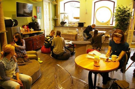 Cat cafe. - cat, Cat cafe, Longpost