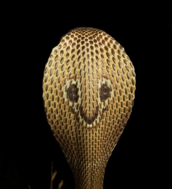 Hood - Snake, Poisonous animals, Mononocular cobra, Photo, Hood