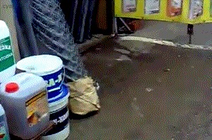 Любителям кошачьих лучше не смотреть (18+) Жесть, 18+, Кот, Голубь, Газель, Несчастный случай, Оператор бы не успел, Гифка