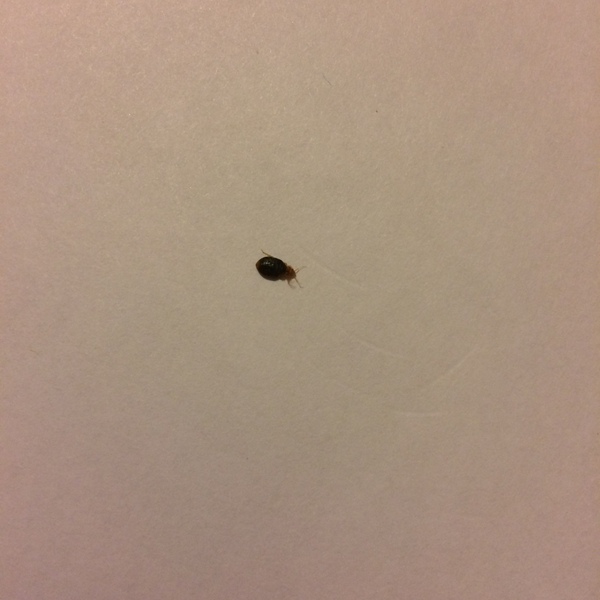 Help post. - Insects, Bedbugs, Disinsection, Help, League of detectives, Entomology, Ugh, Longpost