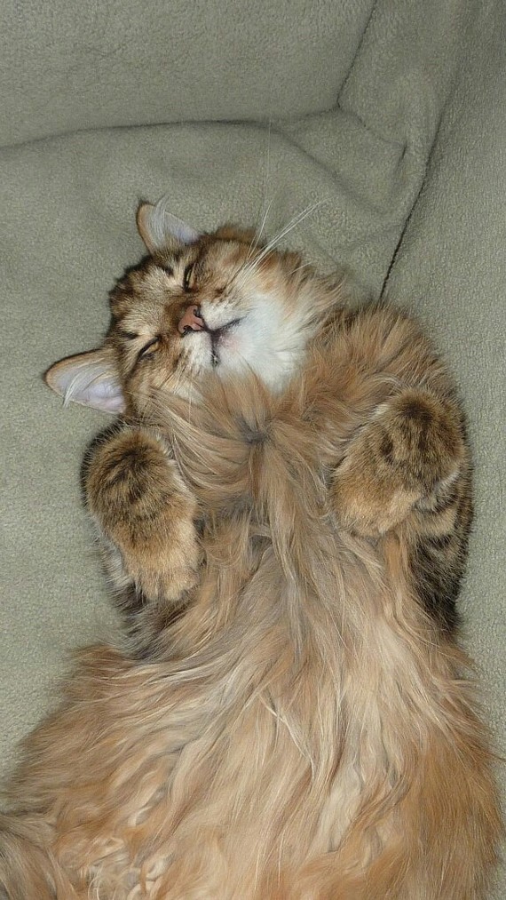 Жил был кот... и мороженное.