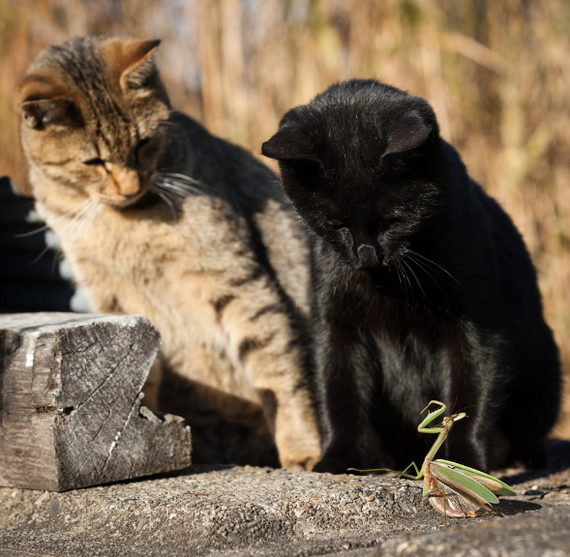 Котики наркотики - Котики - наркотики, Кот, Коты смешные, Животные, Длиннопост