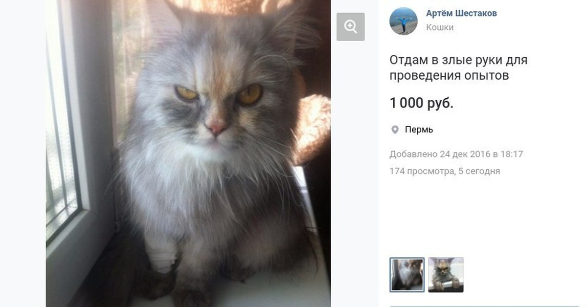 Объявление отдам кошку. Смешные объявления о продаже животных. Отдам кота для проведения опытов. Смешное объявление про кота.