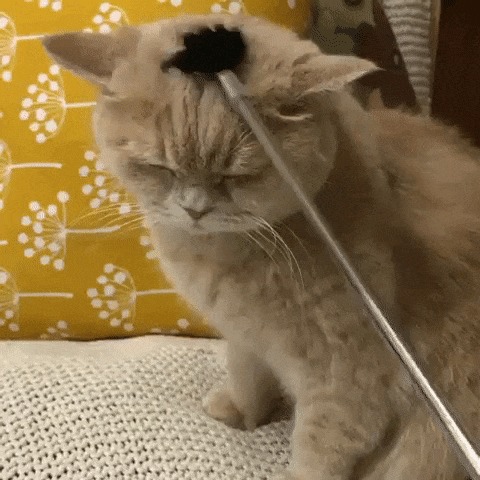 Коточесалка Кот, Гифка, Чесалка