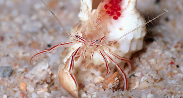 New species of hermit crabs discovered in the Caribbean - Caribs, Sea, Crayfish, Hermits, Oceanology, news, 2017