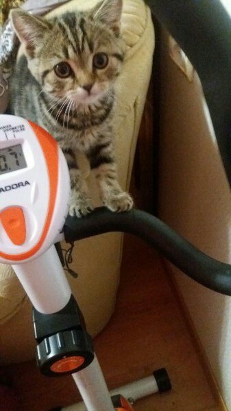 Be patient, just a little more - My, cat, Sport, Instructor, Training apparatus