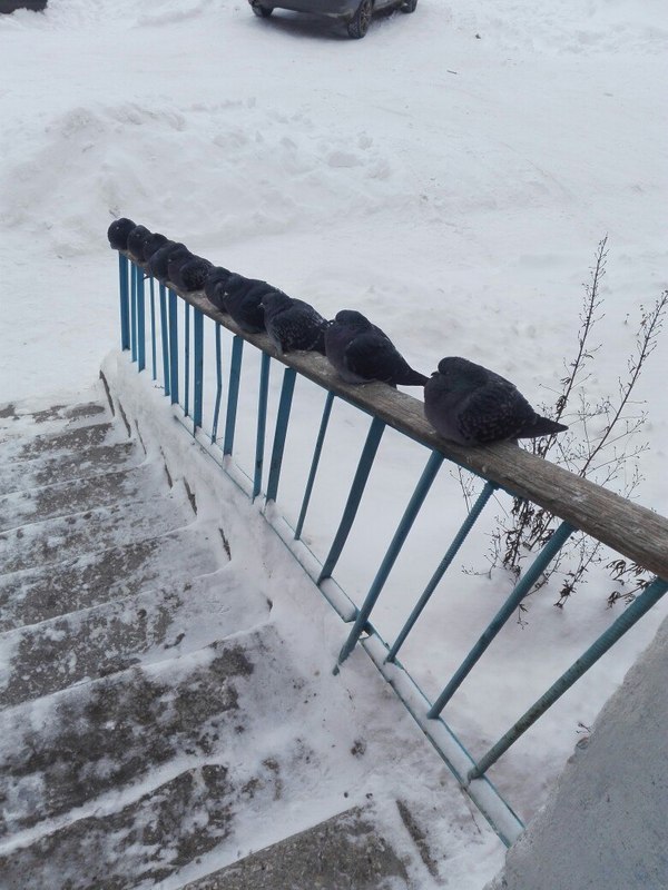 Gathering of pigeons - My, Pigeon, Winter, Porch, Railings, Longpost