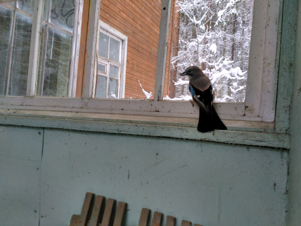 ПИОНЕРСКИЙ ЛАГЕРЬ В РОЩИНО ЗАВОДА СВЕТЛАНА И ПИОНЕРСКИЙ ЛАГЕРЬ СВЕТЛАНА РОЩИНО