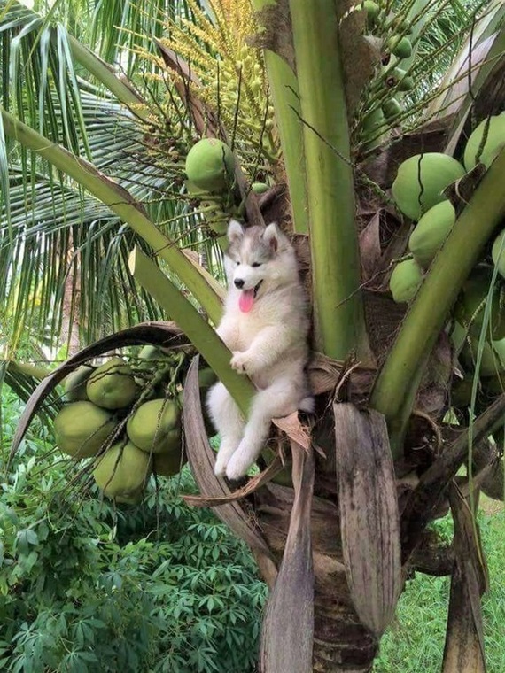 strange monkey - Palm trees, Dog, Photo, Coconut, Animals, Funny