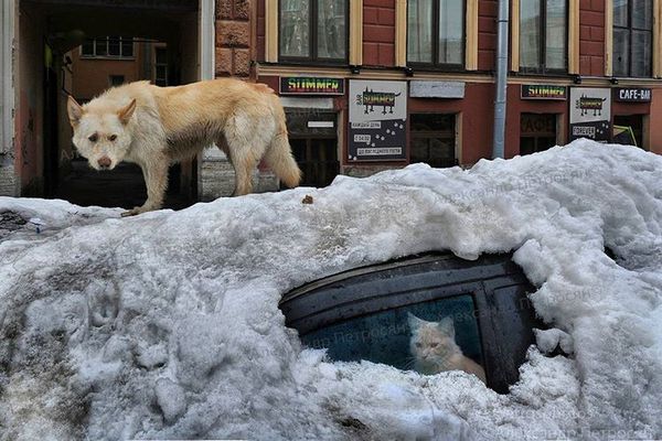 Waiting for summer - Dog, cat, Snowdrops, Snow, Summer, Alexander Petrosyan, Saint Petersburg, Auto