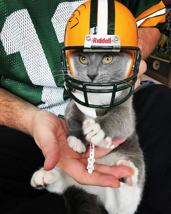 Let out on the field, I'm ready - American football, cat, Post #7156587, Munchkin