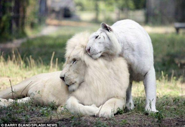 white family - Longpost, Animals, Zoo, Tiger, a lion, Liger