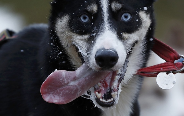 Husky in harness - Husky, The photo