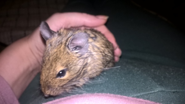 Semyon Semenysh) how did I get it) or my muck is gray) - My, Degu, Longpost, Animals