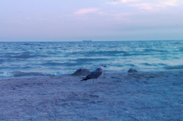 Early morning on the Black Sea - My, beauty of nature, Seagulls, Sea, Morning, Black Sea, My, Nature