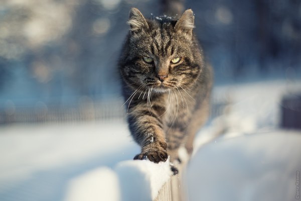 Magnificent cat. - Svetlana Kazina, The photo, , In contact with, cat