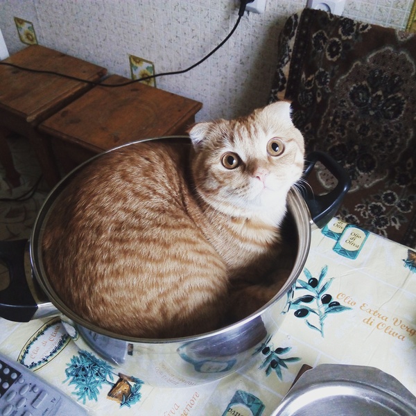 Just a cat in a bowl - My, cat, Redheads, Lop-eared