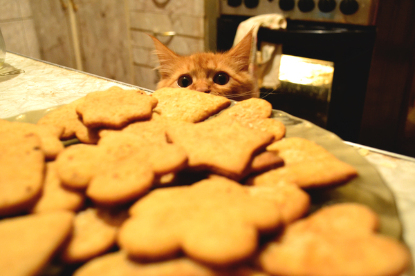 Cooking cookies faster than you can go to the store for them =) - My, Cookies, Recipe, Bakery products, cat, Cookies, Longpost