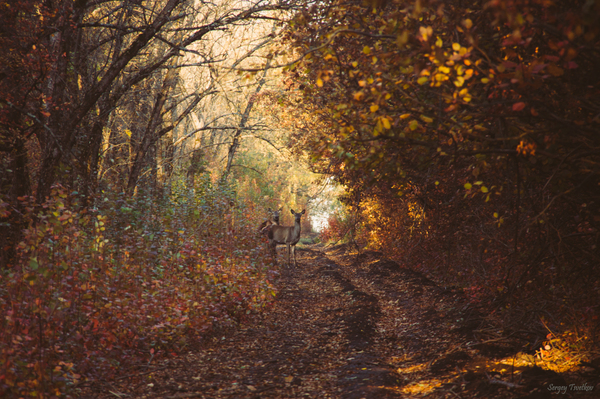 Meeting on the forest road - My, My, Nature, Animals, Russia, Photo, Forest, Autumn