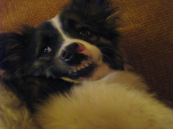 When asked to smile in the photo - My, Dog, Smile, Photo, The photo, , Humor