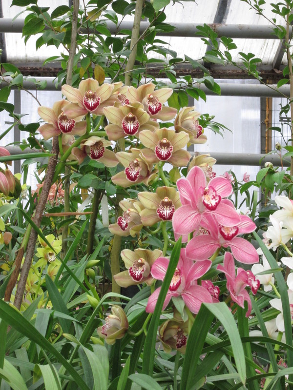 Sir Henry, the orchids have already bloomed)) - My, Orchids, Botanical Garden, Greenhouse, , Longpost