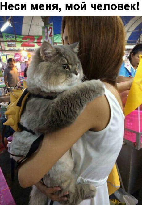 Adorable cat. - cat, Accordion, Backpack, Repeat