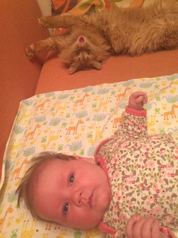 What are you looking at, bring the pacifier! - cat, Children, , My