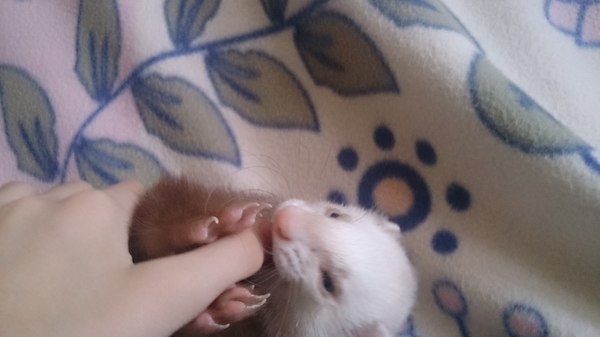 Little villain. - My, Ferret, Nyasha, 